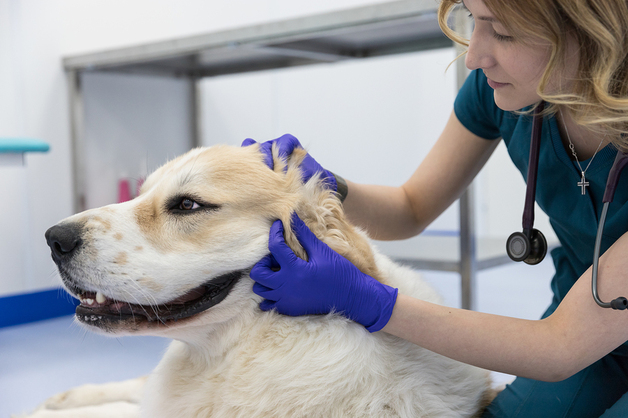 A veterinarian with a dog