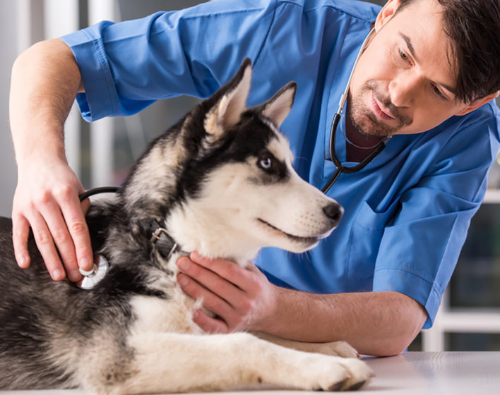 Vet examining a dog